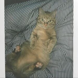 Meet your Posher, Mercedes